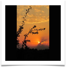Looking Up from the Hedgerow - Chris Berg